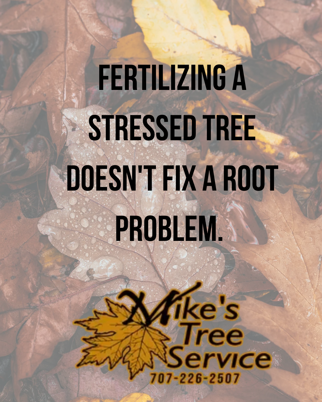 Fallen leaves background with text: “Fertilizing a stressed tree doesn’t fix a root problem.” Nick’s Tree Service logo.
