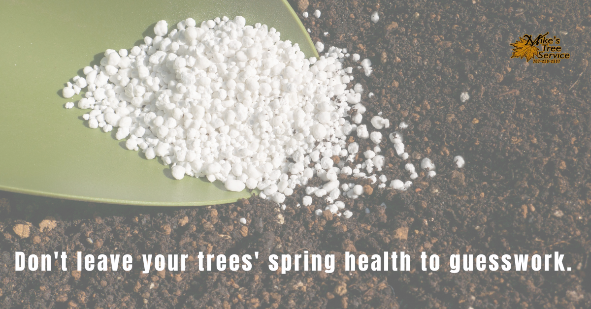 Spring tree fertilization Napa Valley CA Mike's Tree Service