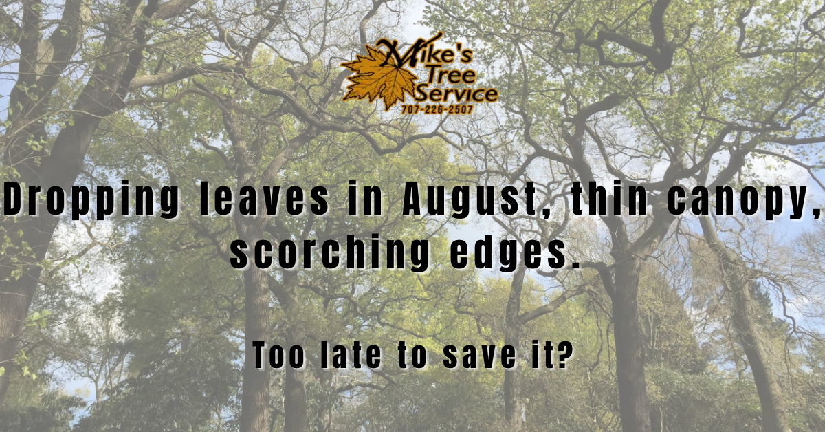Drought stressed trees Napa Valley Mike's Tree Service summer care watering oak protection