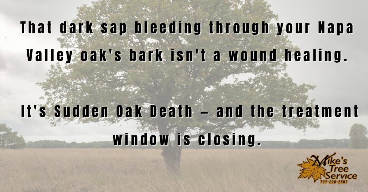 Sudden Oak Death Napa Valley Mike's Tree Service bleeding canker Coast Live Oak SOD treatment