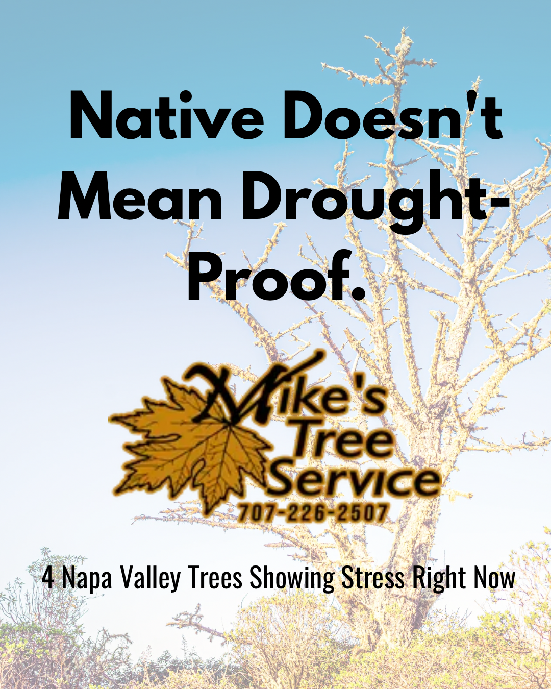 Native Doesn't Mean Drought-Proof. Mike's Tree Service ad with leaf logo and stressed Napa Valley trees.