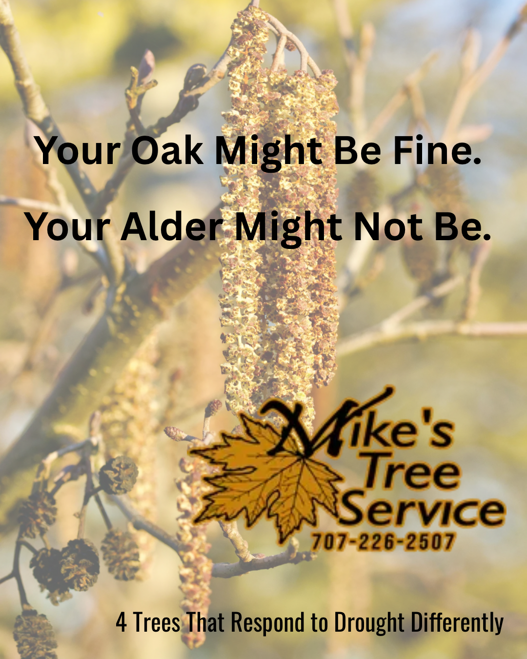 Tree service ad with slogan “Your Oak Might Be Fine. Your Alder Might Not Be.” and a tree logo.