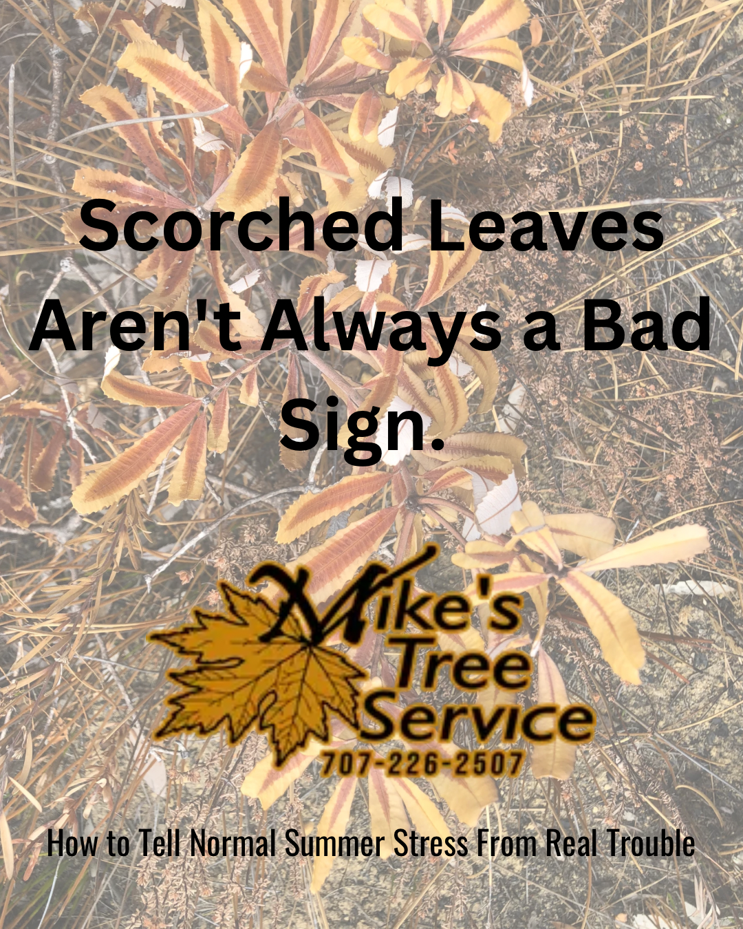 Scorched leaves on a tree with text: “Scorched Leaves Aren't Always a Bad Sign.”