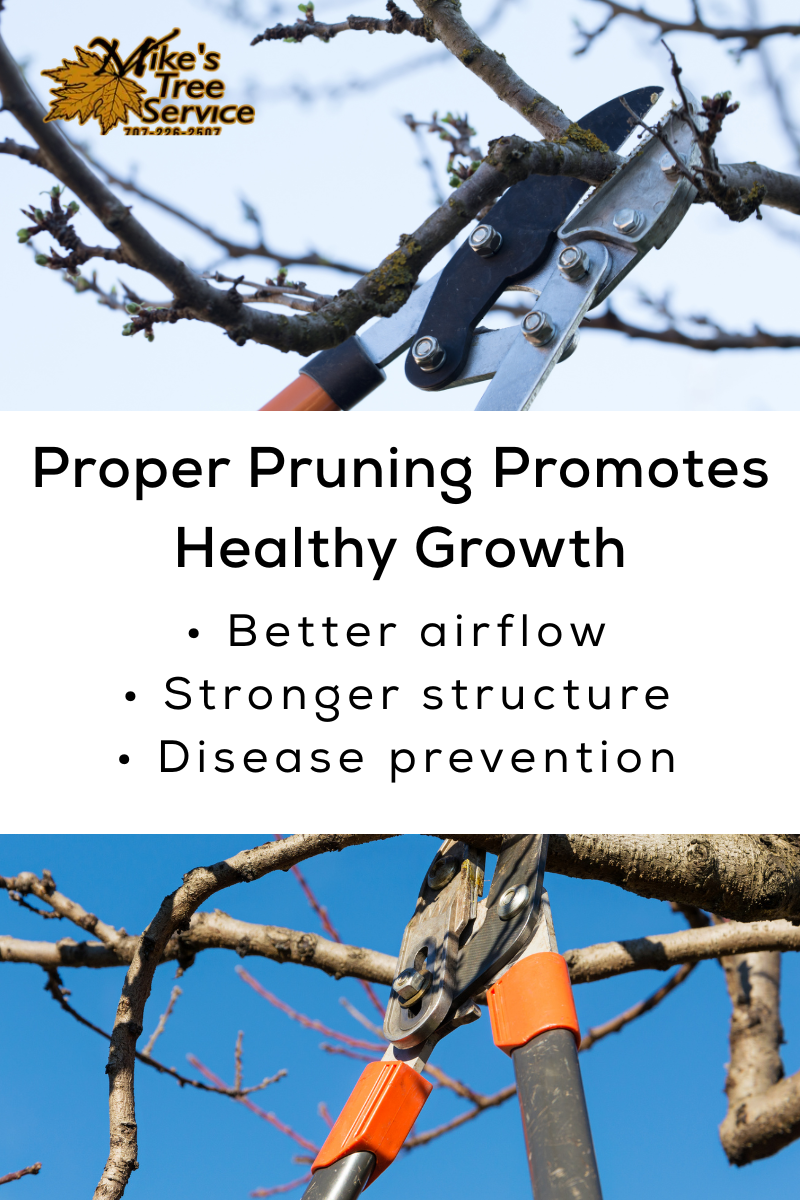 Pruning trees with shears. Text: 