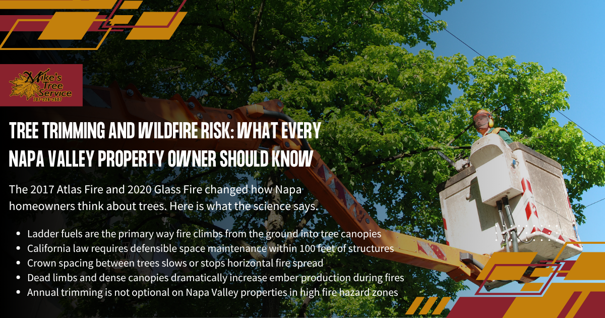 Napa Valley wildfire risk infographic with hillside worker using a pole saw and text about tree trimming safety