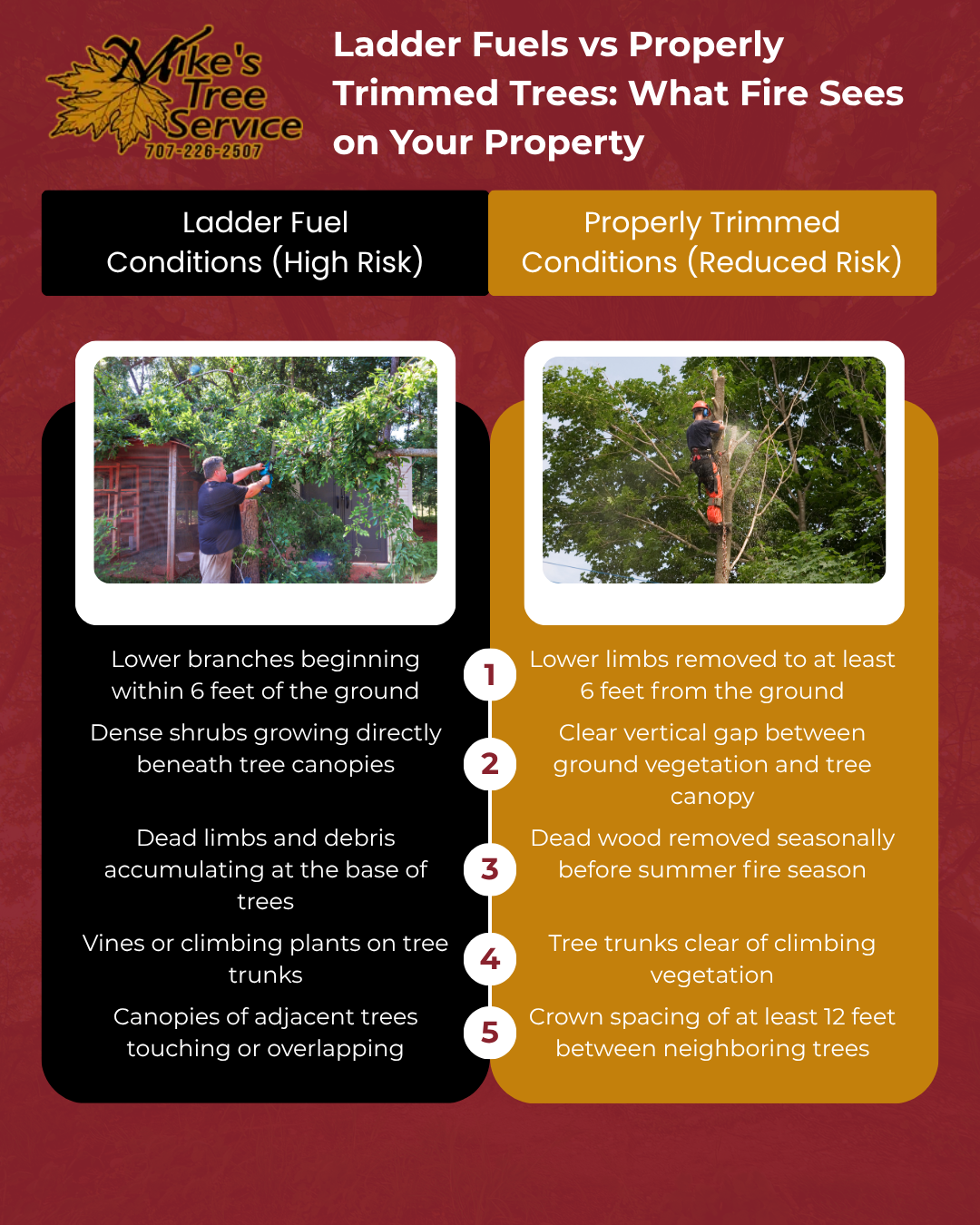 Flyer comparing proper tree trimming and harmful topping with before-and-after tree photos.