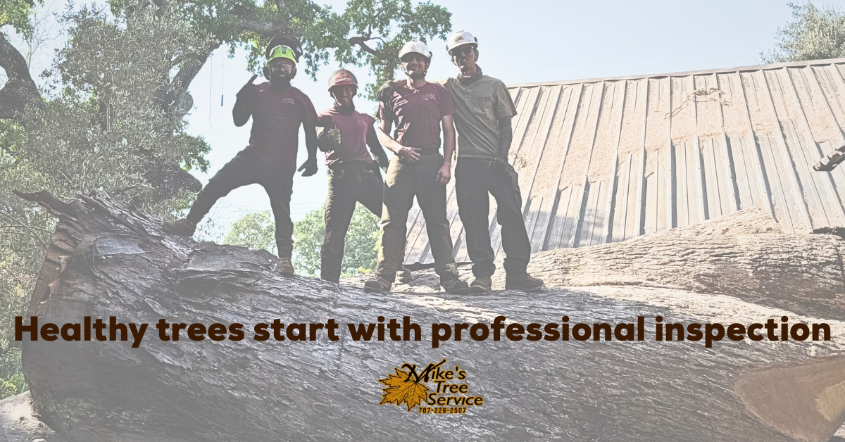 Four tree workers standing on a large log, text reads 