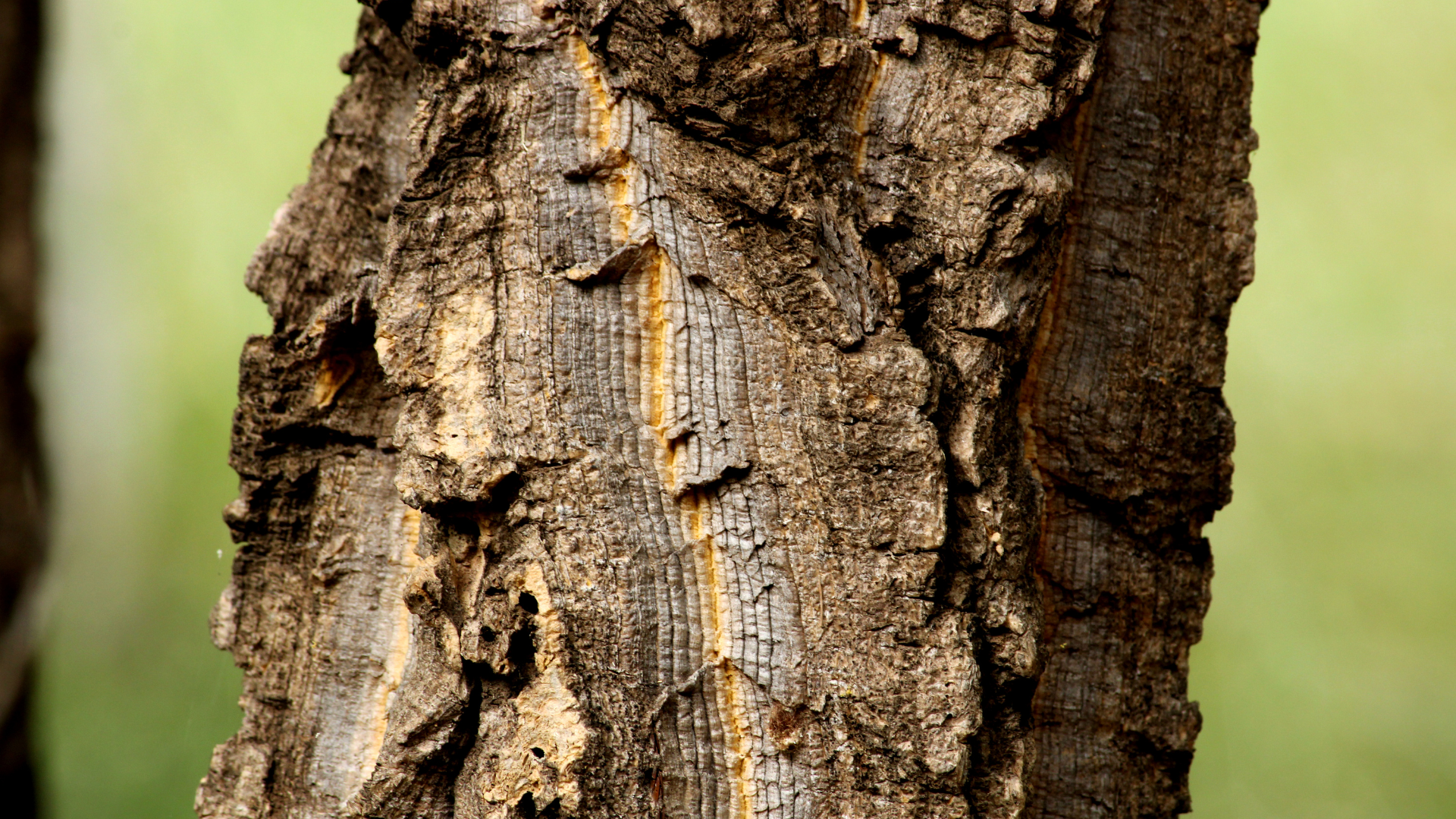 Close-up of rough brown tree bark with a narrow, vertical split exposing lighter wood