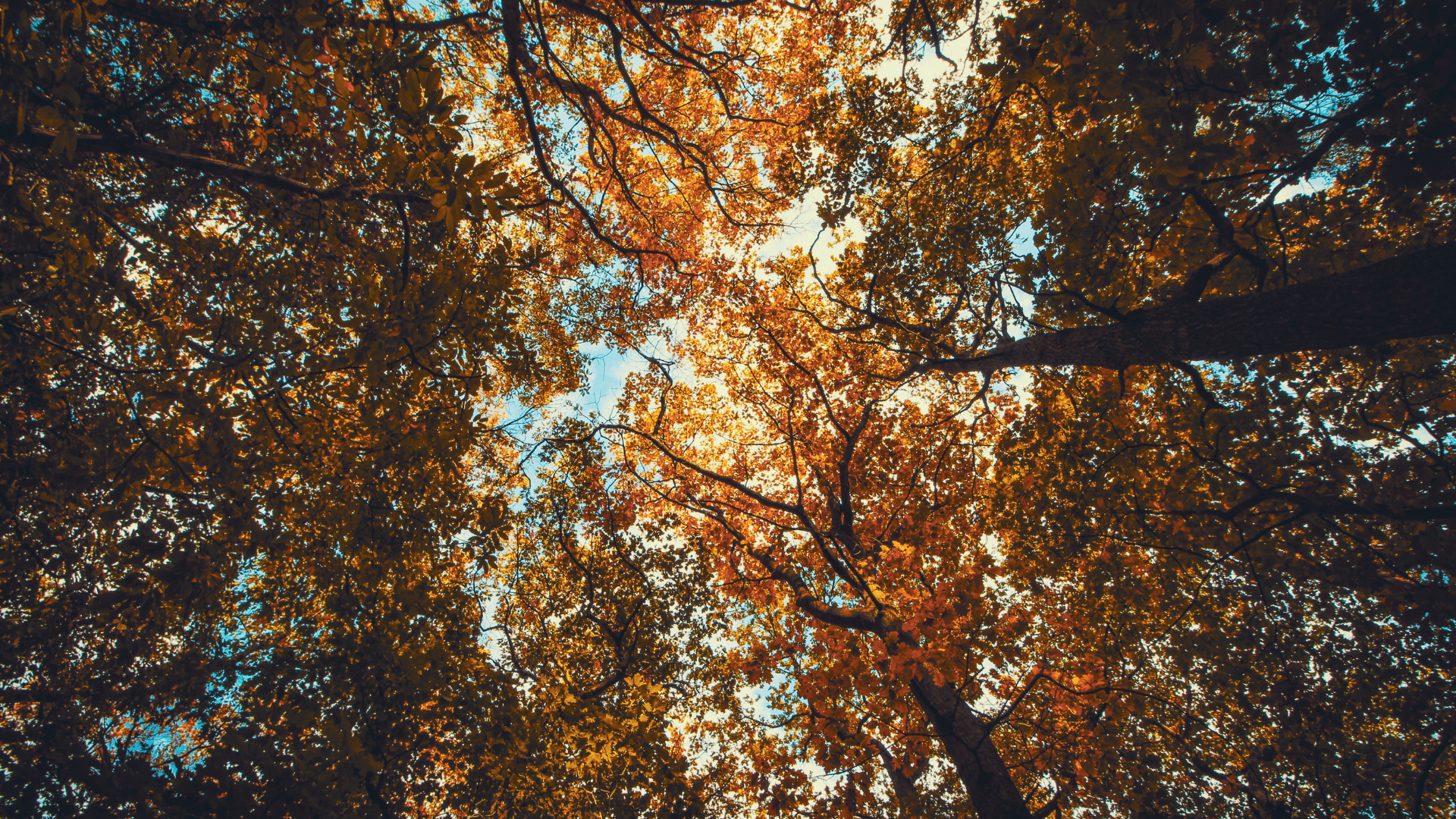 Looking up through autumn trees with orange leaves and sunlight filtering through branches