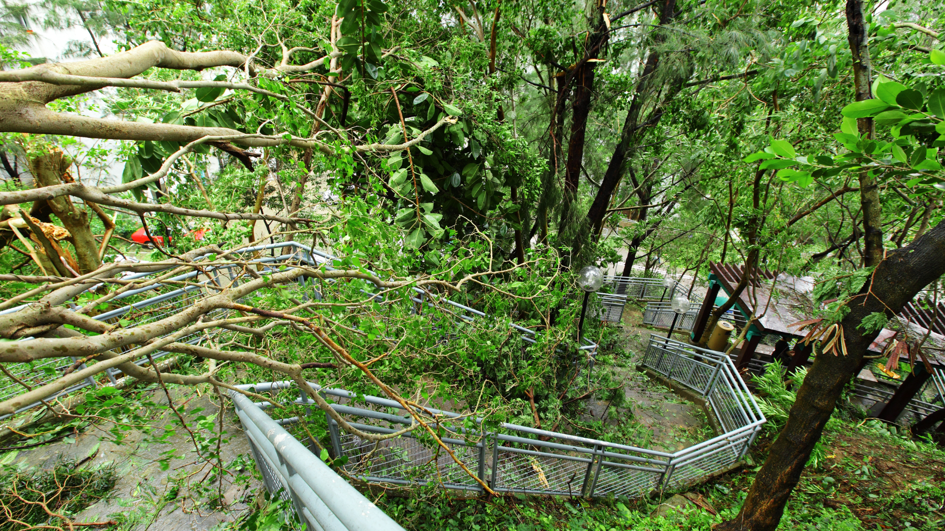 A green forest canopy with a winding metal walkway through dense trees and branches