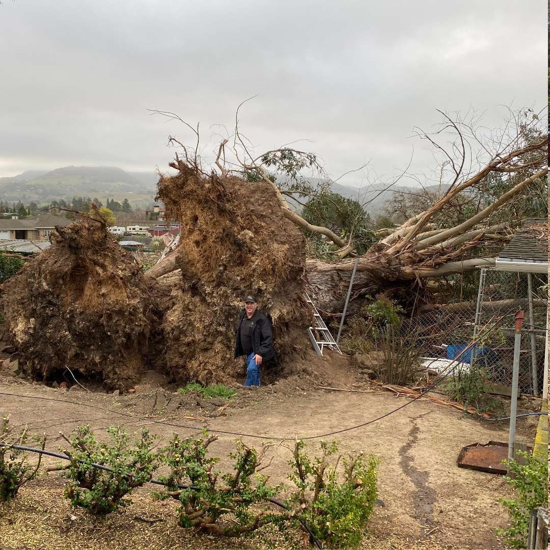 Uprooted tree and debris blocking a yard, with a person standing beneath the fallen branches.
