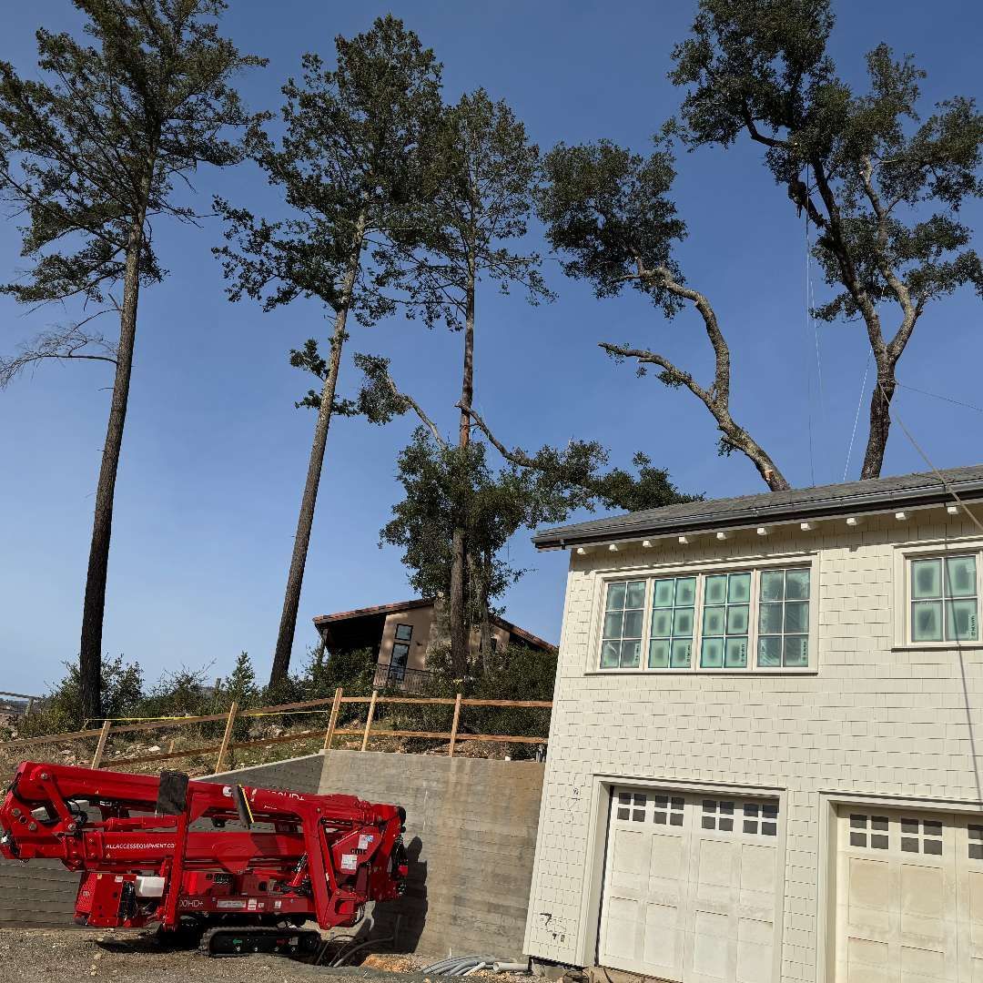 Red construction machine beside a house, with tall leaning trees under a clear blue sky