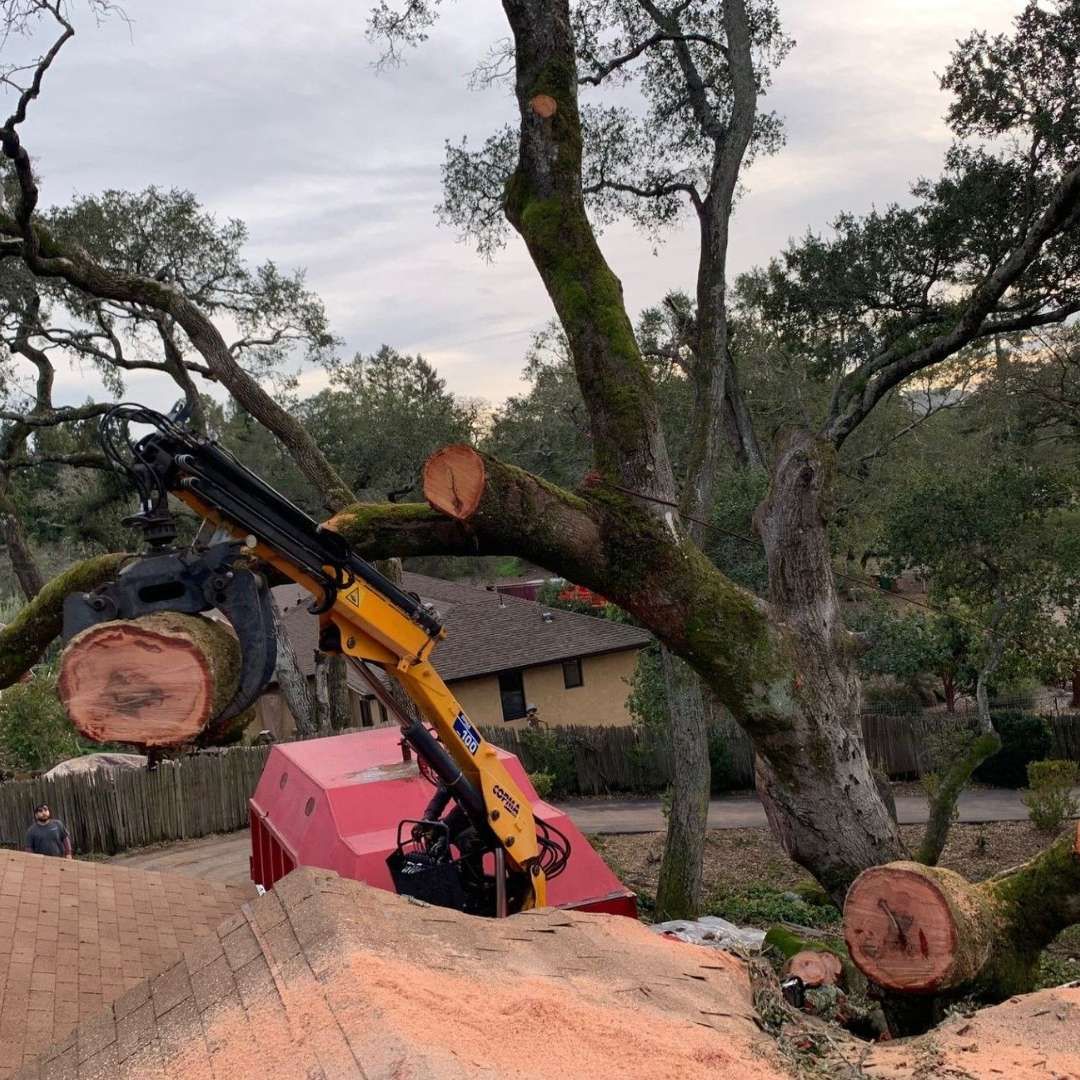 A red crane is lifting a tree in front of a house Red tree-trimming lift cutting branches from a tree next to a white garage.