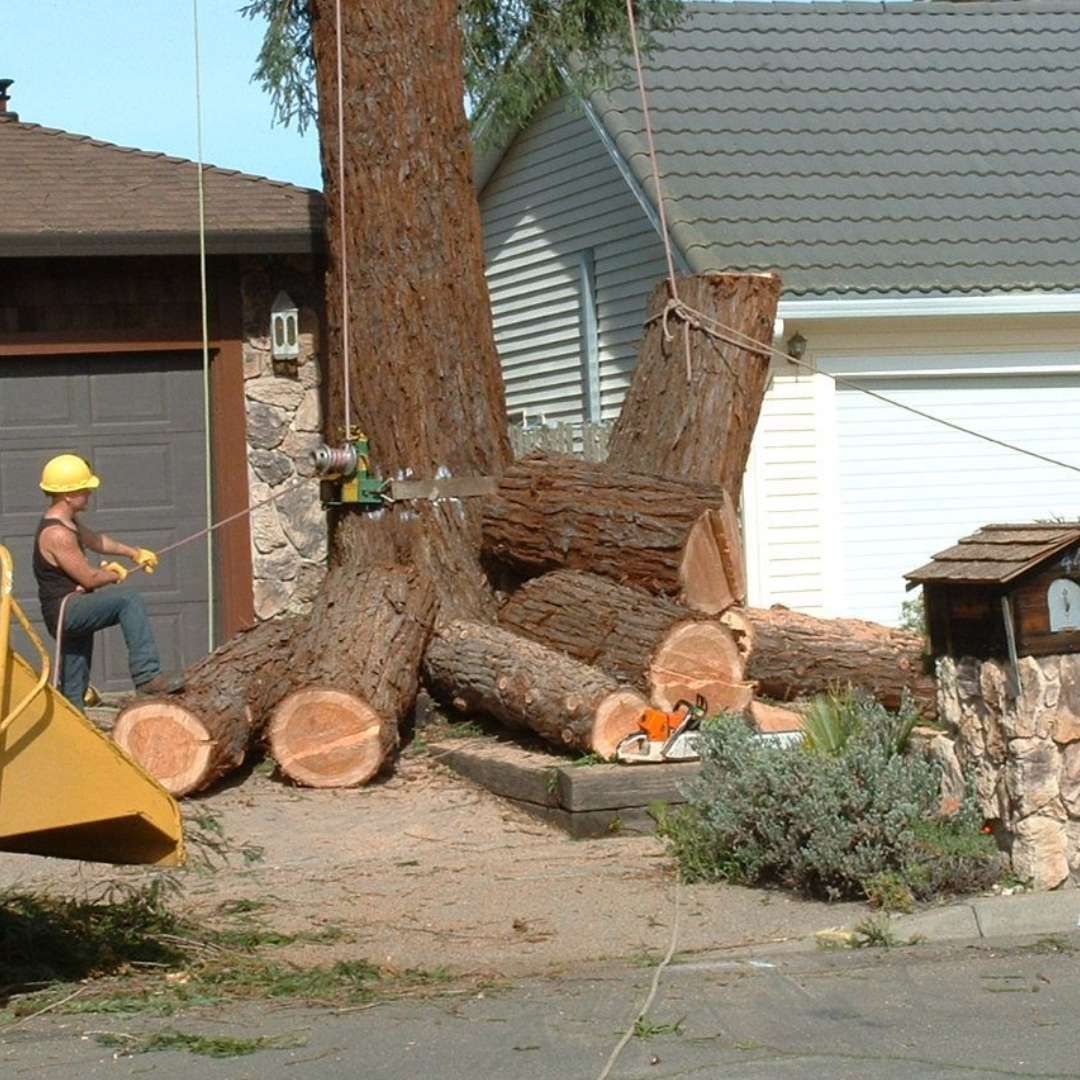 Man in hard hat cutting down a large tree near houses; he’s using a saw and ropes.