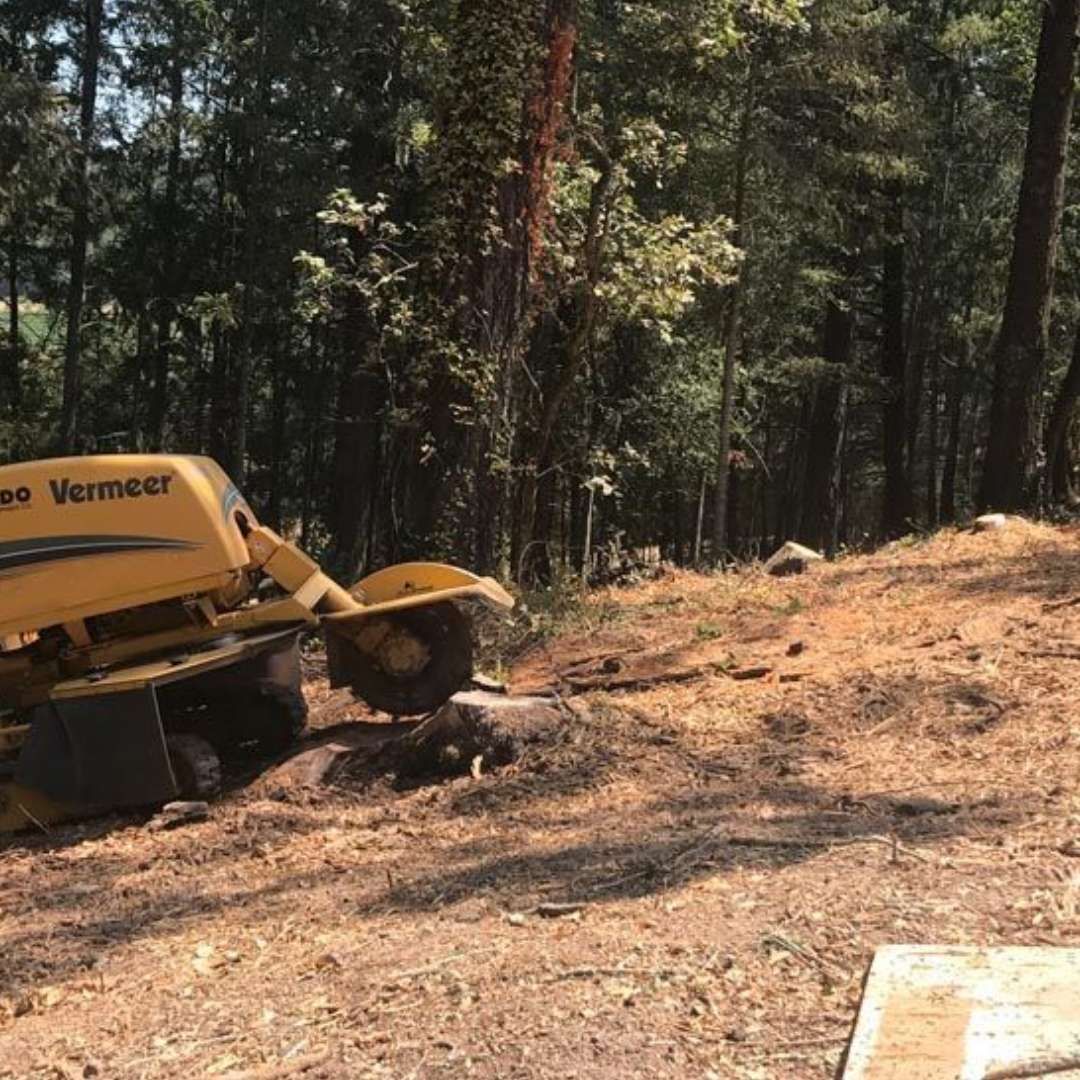 Yellow Vermeer machine clearing dirt on a wooded hillside, with trees in the background