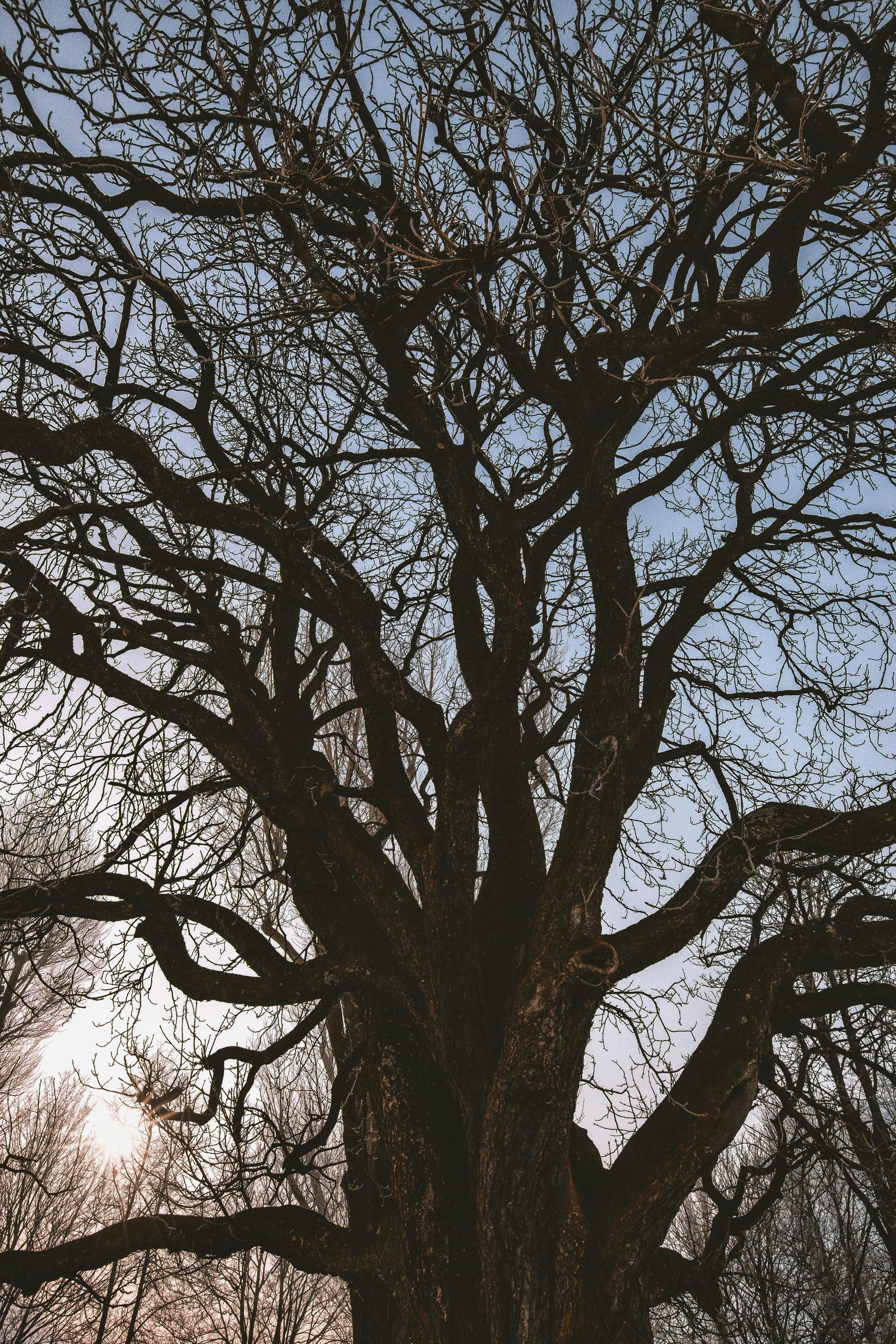 Professional pruning to prepare Napa tree for fall storms. Professional pruning to prepare Napa tree for fall storms.
