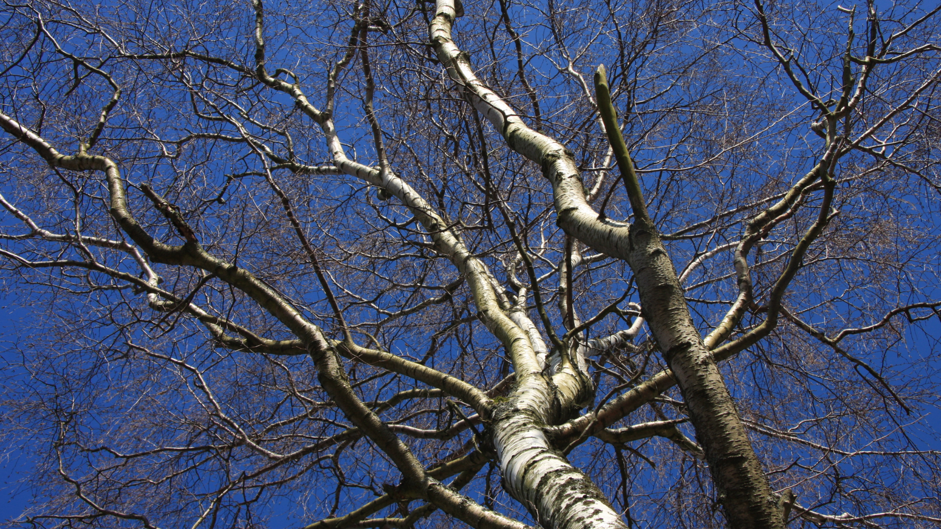 Bare tree branches against a clear blue sky