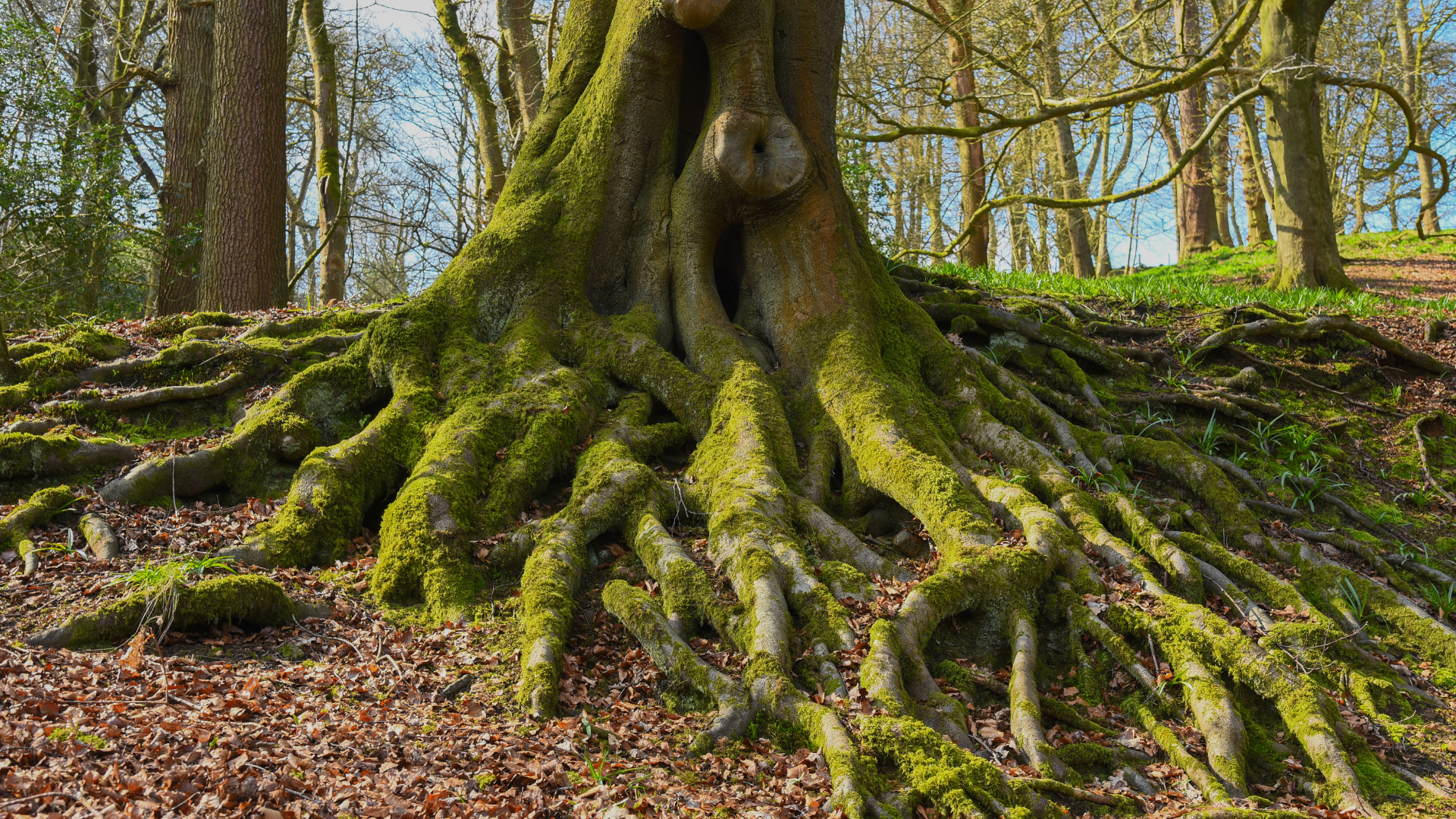 Moss-covered tree with exposed roots in a wooded forest floor