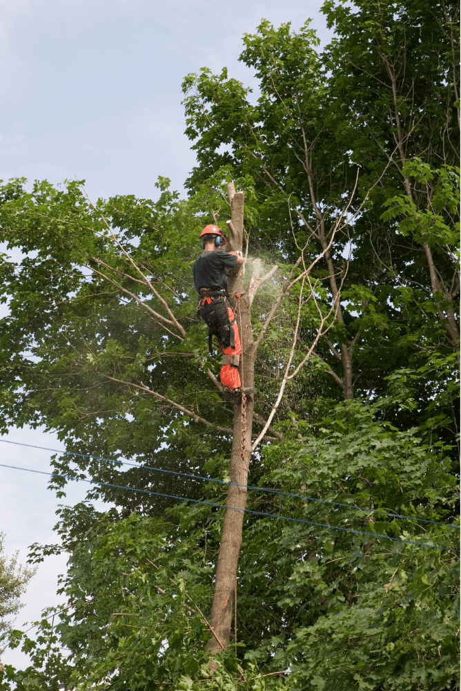Arborist in orange safety gear pruning a tall tree with a chainsaw, surrounded by dense green foliage