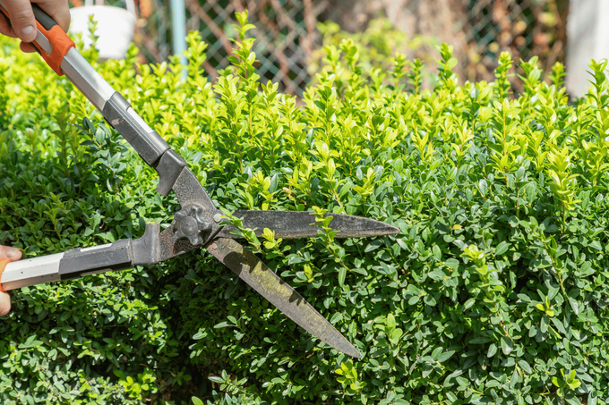 Pruning shears trimming a green hedge in a garden area