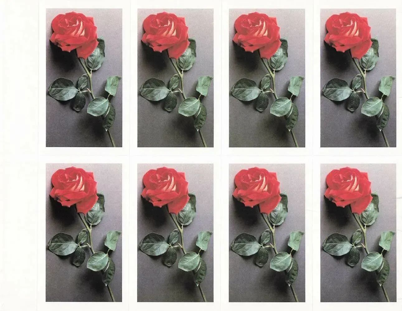 Eight identical photos of a red rose with green leaves on a gray background