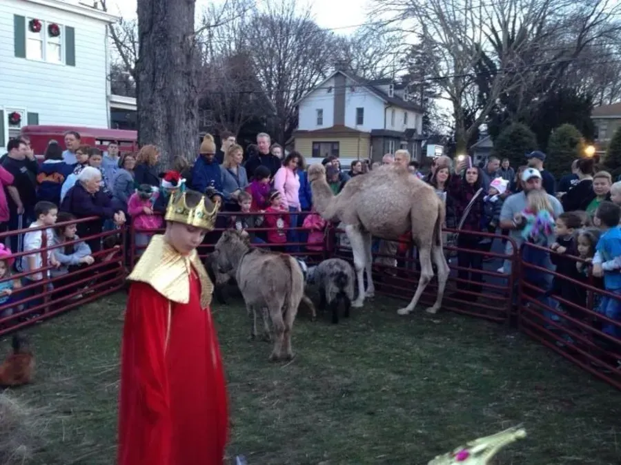 Crowd watching camels and a costumed figure in a fenced outdoor nativity scene