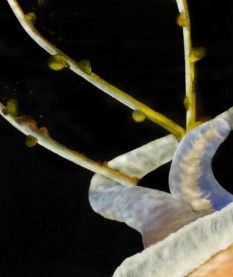 Close-up van een lichtgekleurde bloem met gele meeldraden tegen een zwarte achtergrond.