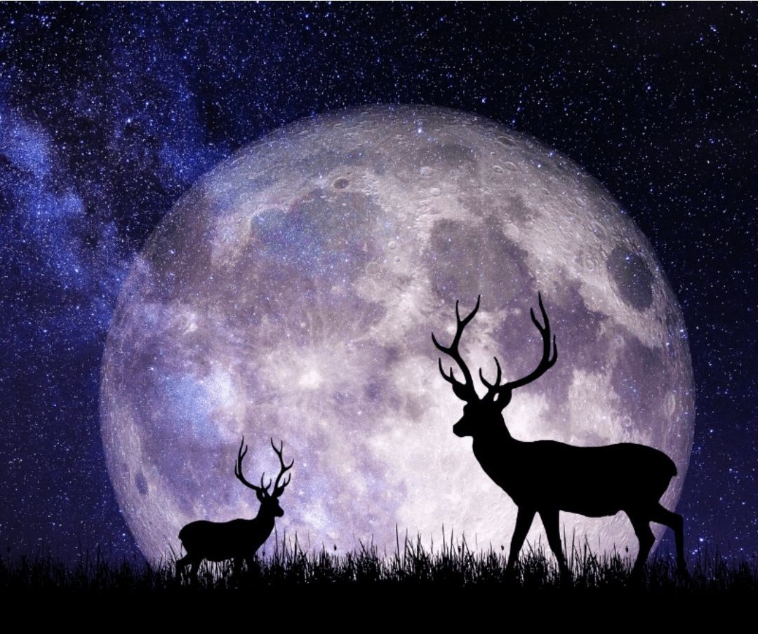 Silhouetten van herten staan ​​voor een grote volle maan in een sterrenhemel.