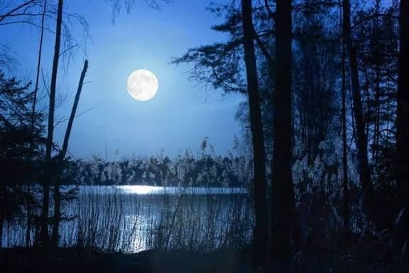 Een maanverlicht meer, omlijst door donkere bomen, met 's nachts helder maanlicht dat op het water reflecteert.