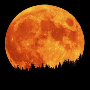 Grote oranje volle maan boven een donker silhouet van dennenbomen 's nachts