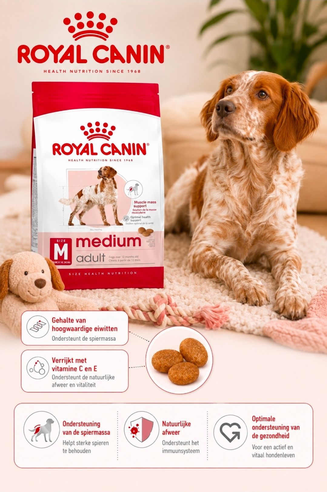 ROYAL CANIN Medium Adult - 4 kg