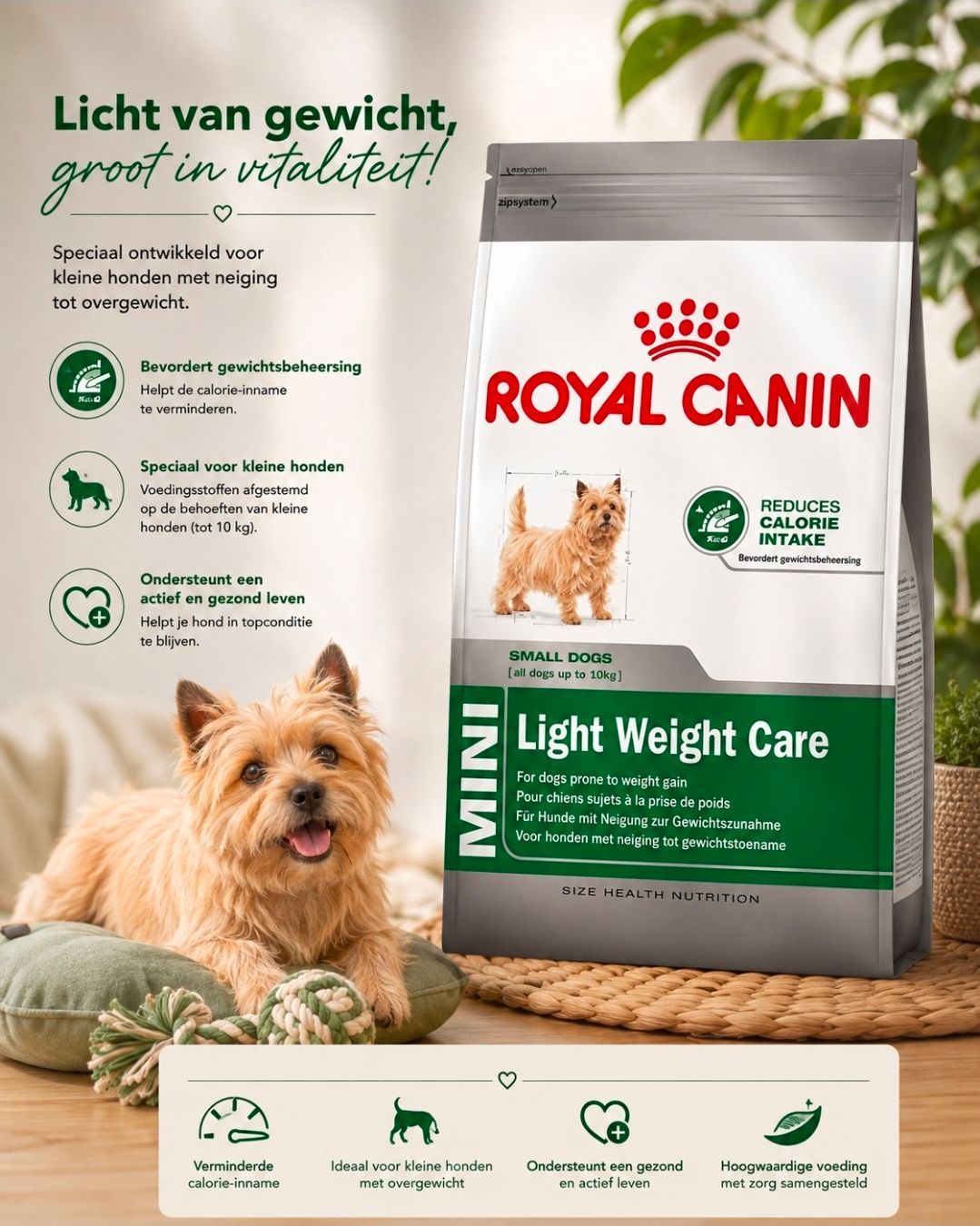 ROYAL CANIN Mini Light Weight Care - 3 kg