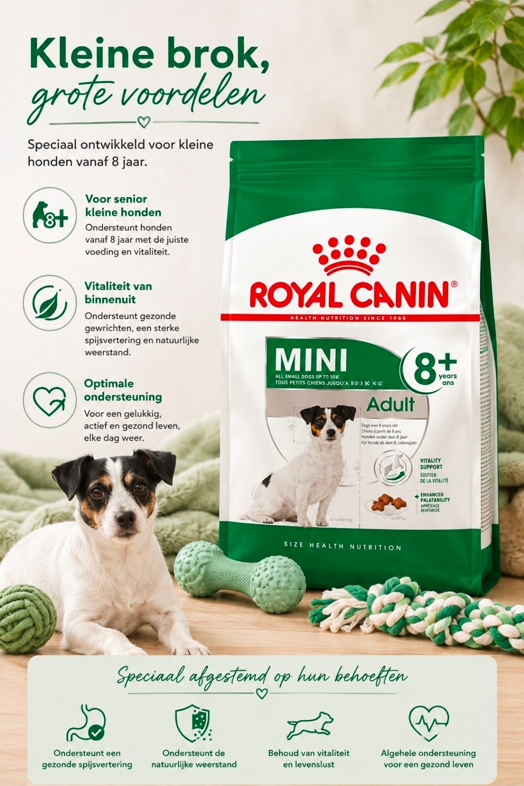 ROYAL CANIN Adult 8+ - 2 kg
