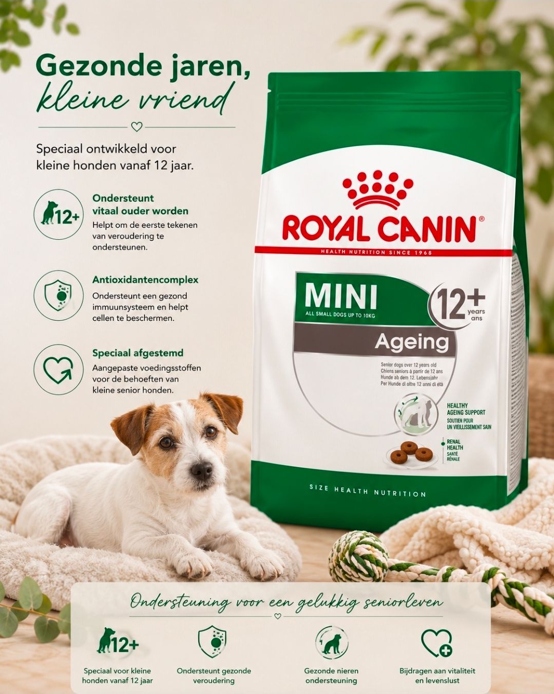 ROYAL CANIN mini Ageing 12+ - 1,5 kg