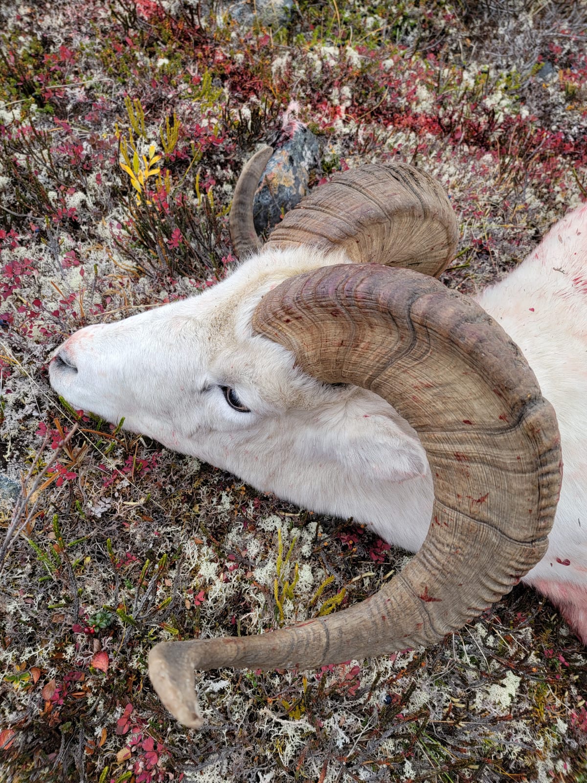 DALL SHEEP HUNTING Sheep Hunts Alaska