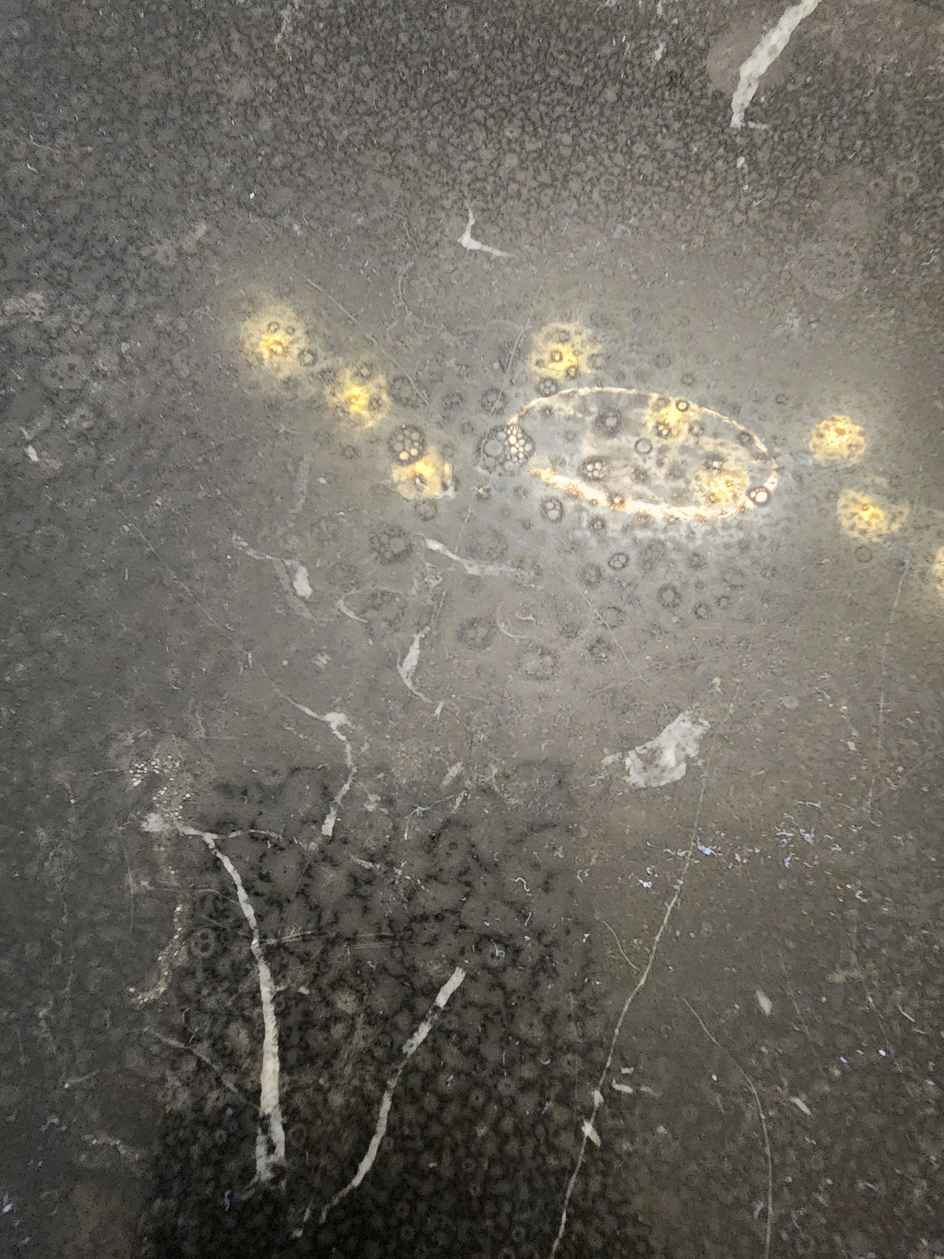Yellow paw prints on dark pavement with a white chalk outline around one print