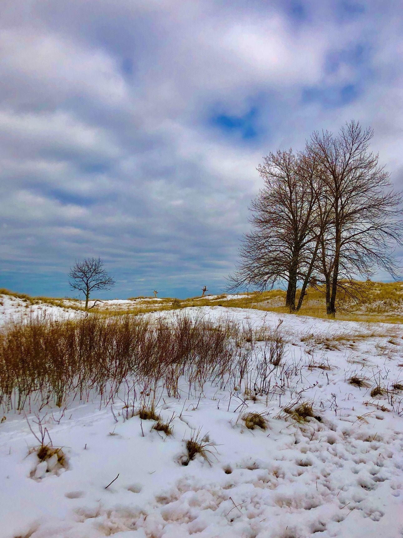 A snowy field with trees in the foreground and a cloudy sky in the background.
