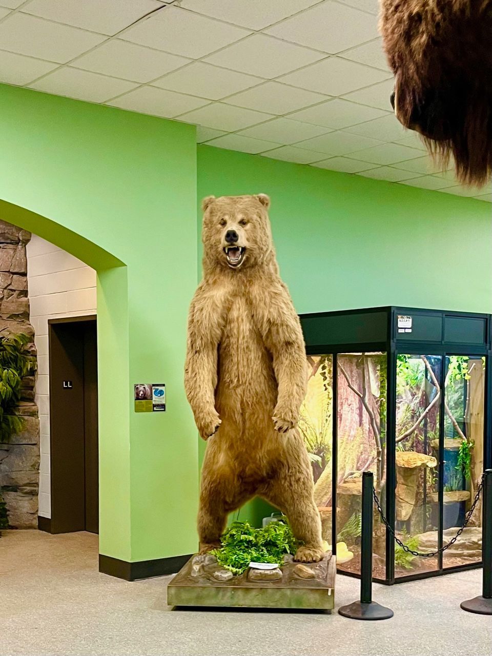 A stuffed bear is standing on its hind legs in a museum.