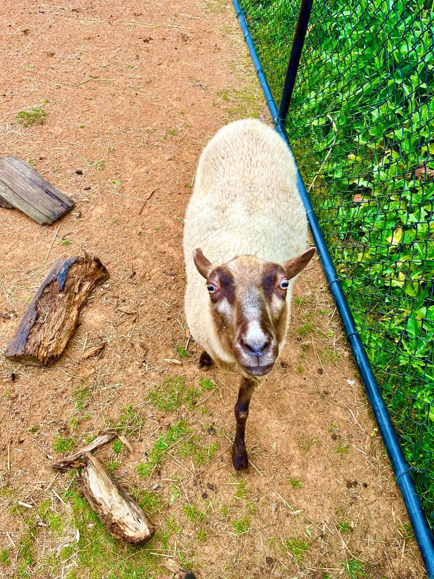 A sheep is standing in the dirt and looking at the camera.