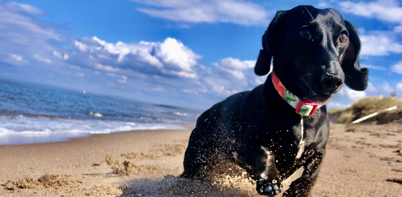 A black dachshund is running on the beach near the ocean.