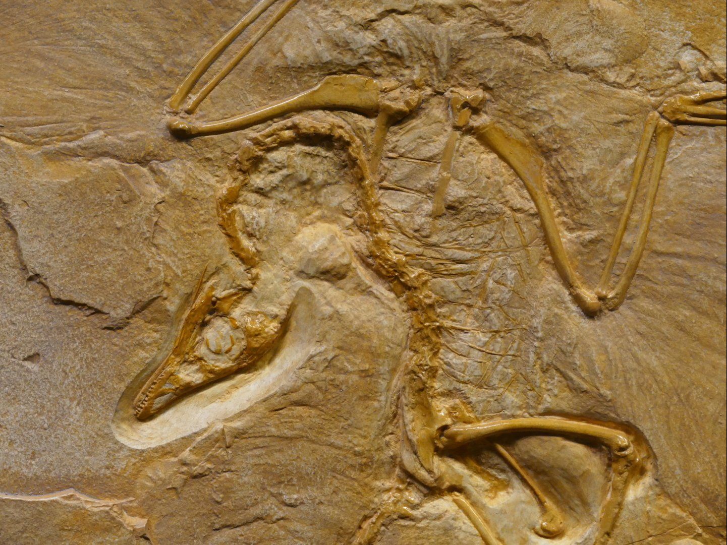 Because I Have My Dog Because I Have My Dog