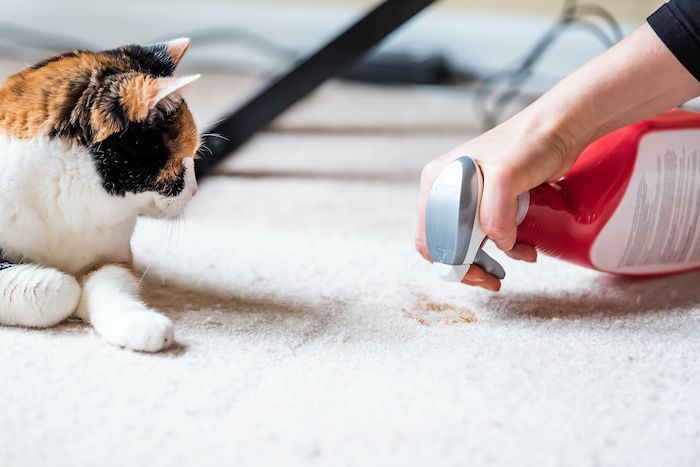 house carpet cleaning