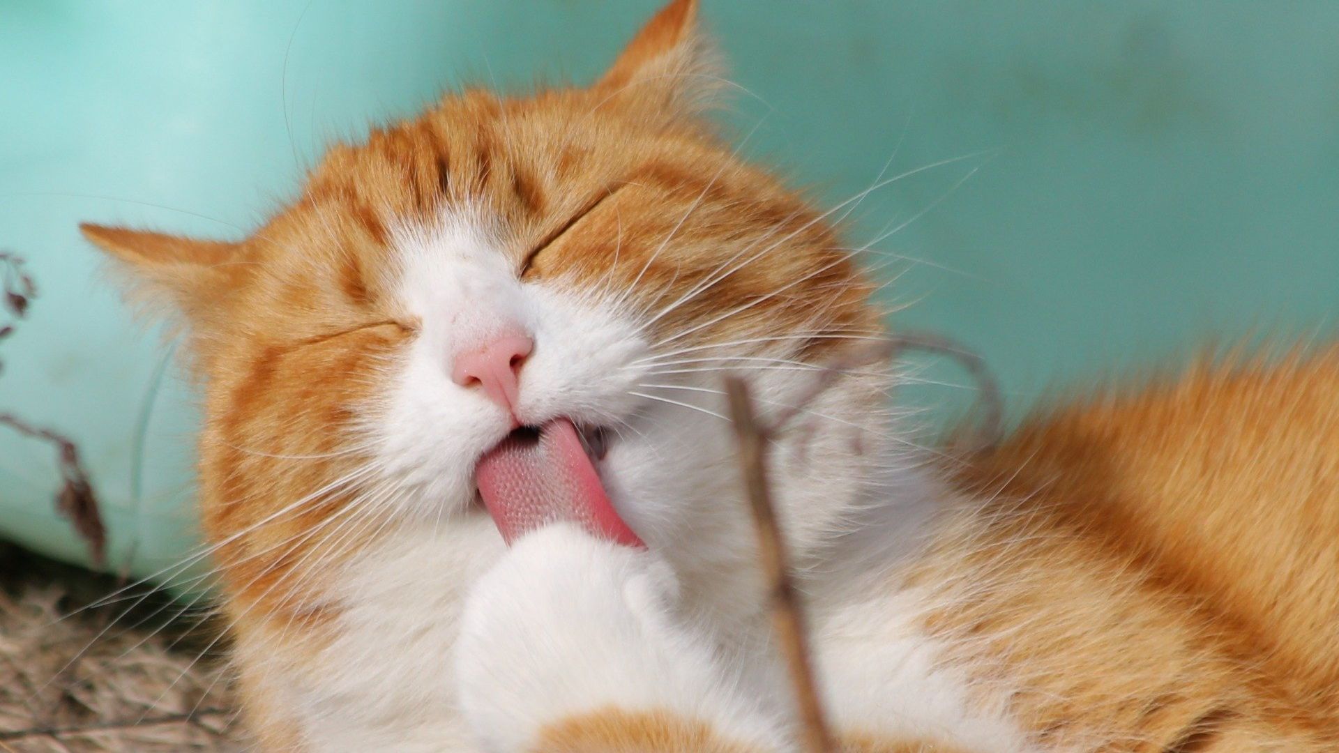 Orange cat licking his hand