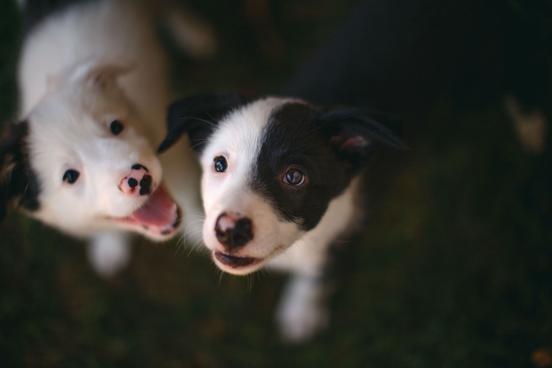 Two black-and-white puppies looking up on a dark green background