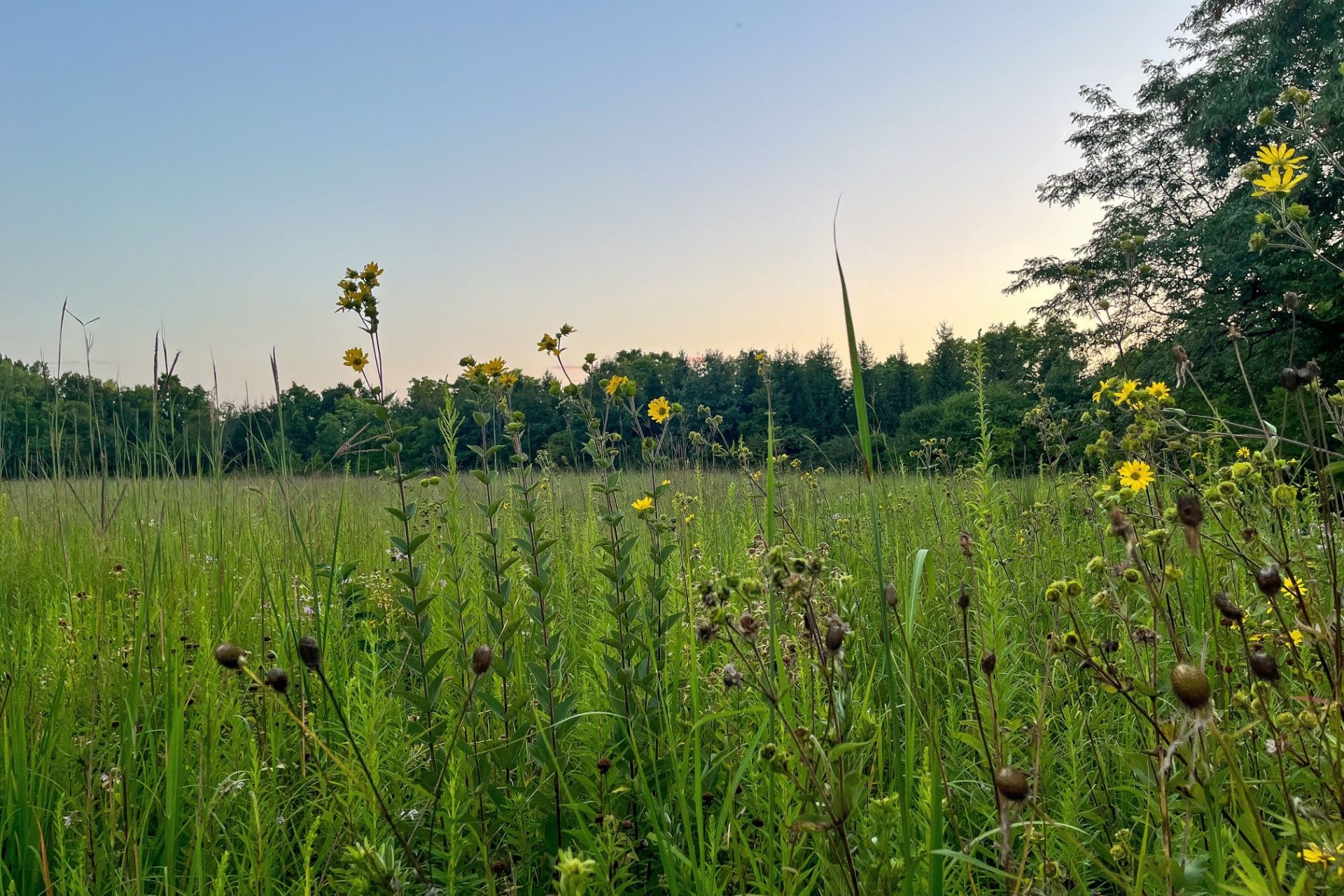 Grassy meadow with wildflowers and trees at sunset under a clear sky