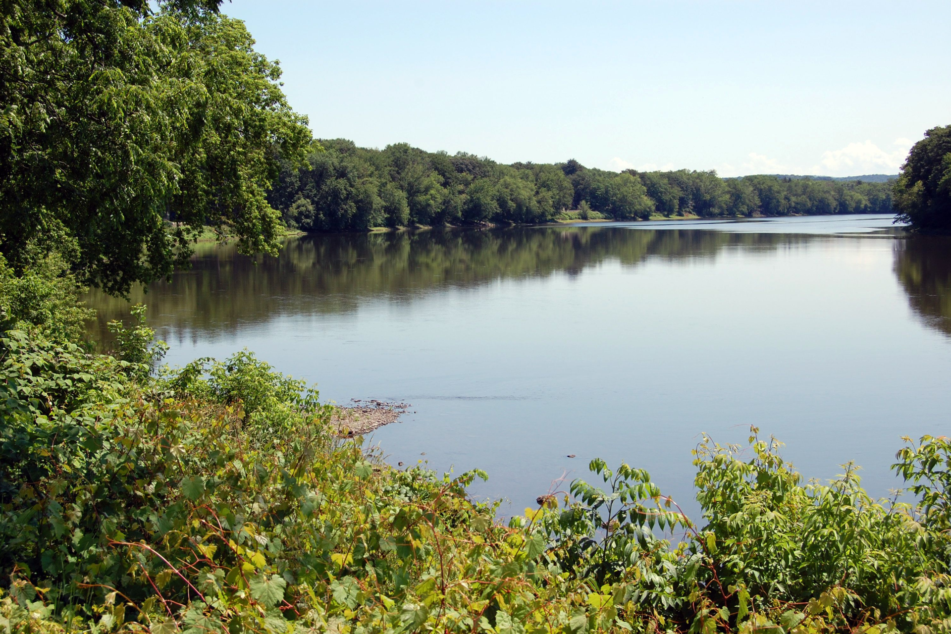 Calm lake surrounded by dense green trees and shrubs under a clear sky.