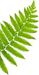 Green Fern Leaf – Nature-Inspired Wellness at Mimiluxe Salon Montréal