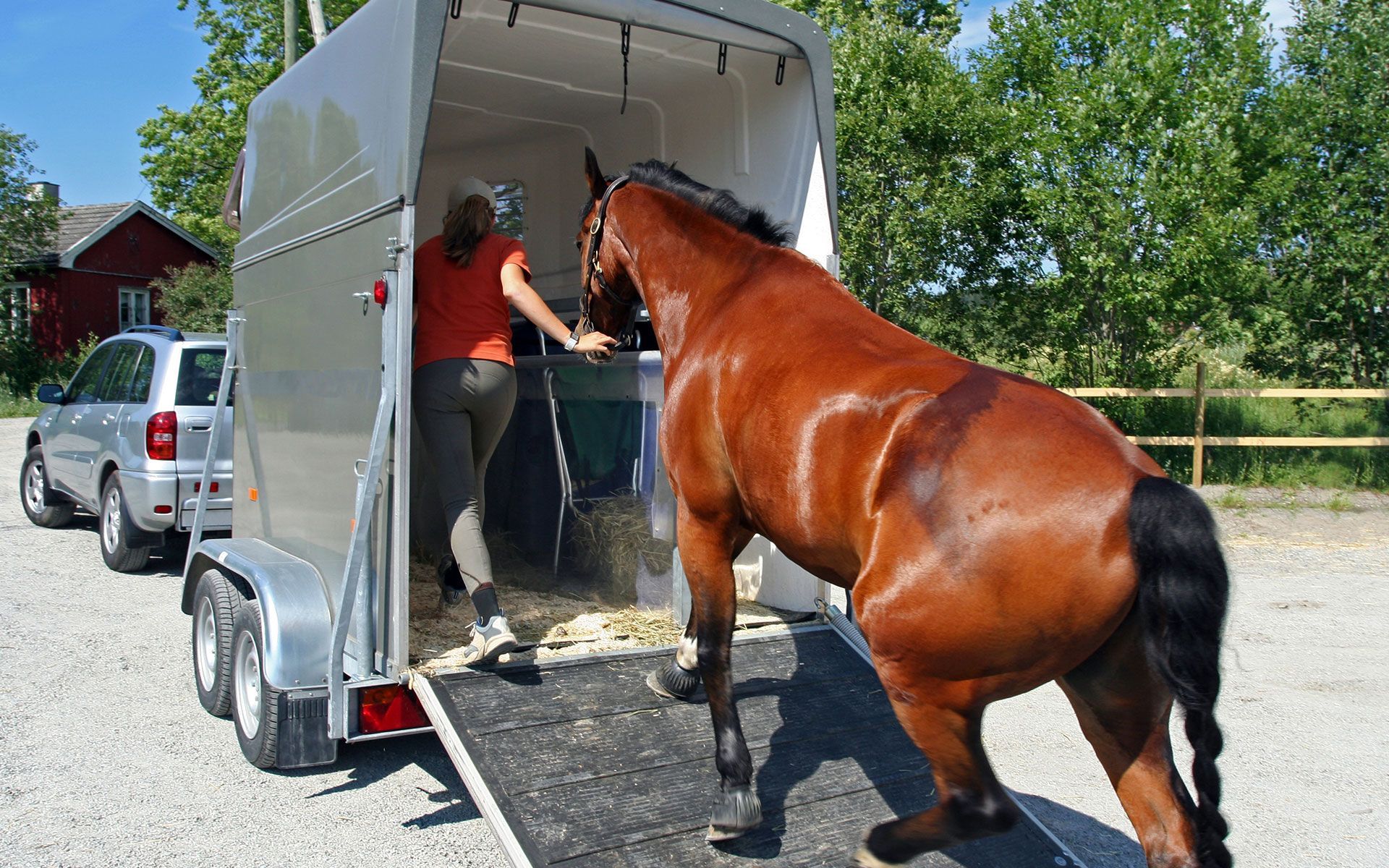 A woman is loading a horse into a trailer