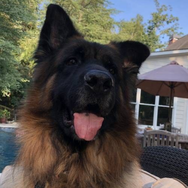 Fluffy German Shepherd with black and tan fur, tongue out, sitting outside.