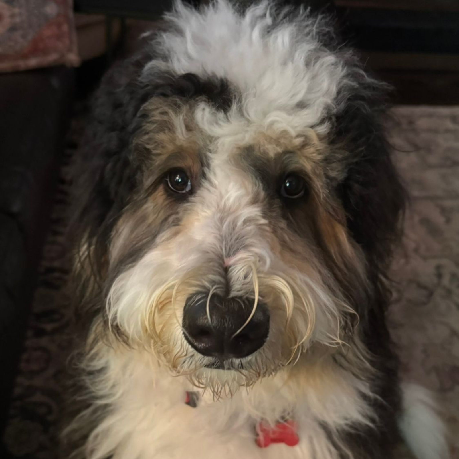 Fluffy Bernedoodle dog with brown, black, and white fur, looking at the camera.